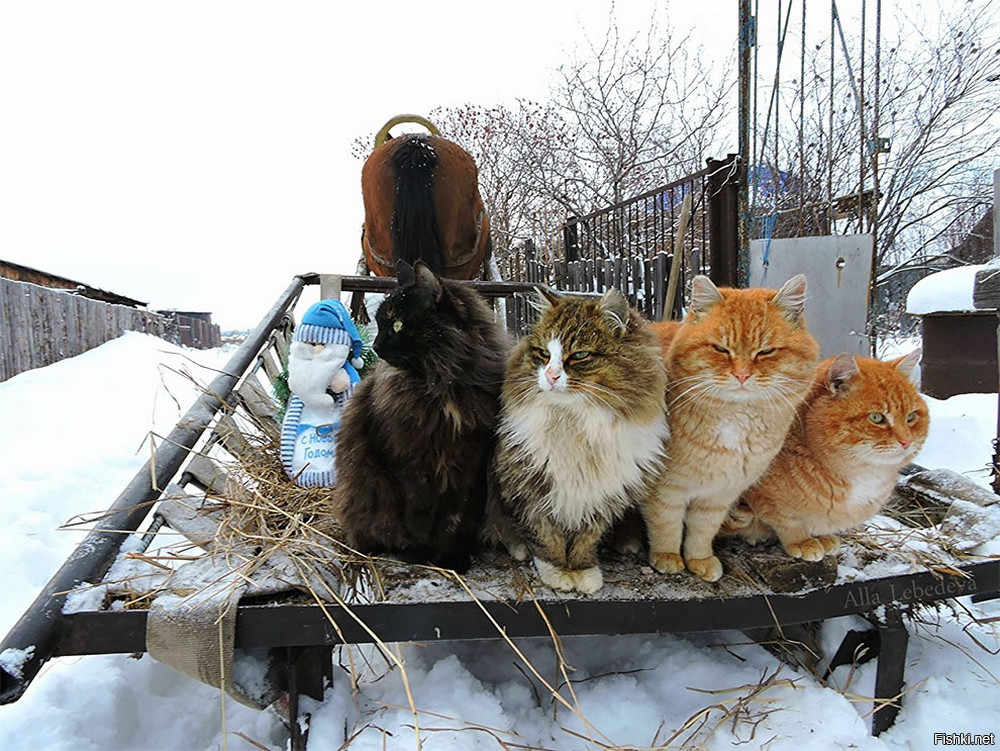 Солянка