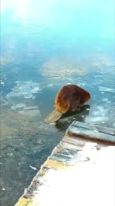 Стройку заморозили