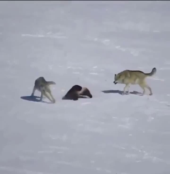 Росомаха в деле