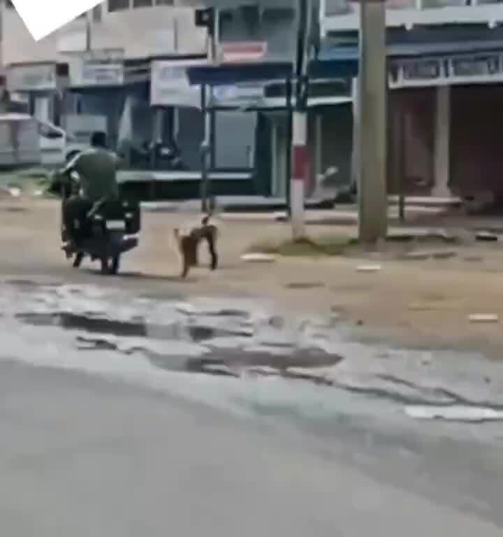 День обезьян - безобразничают )))