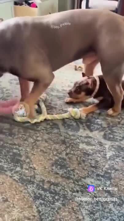 Маленькие,но гав*истые)))