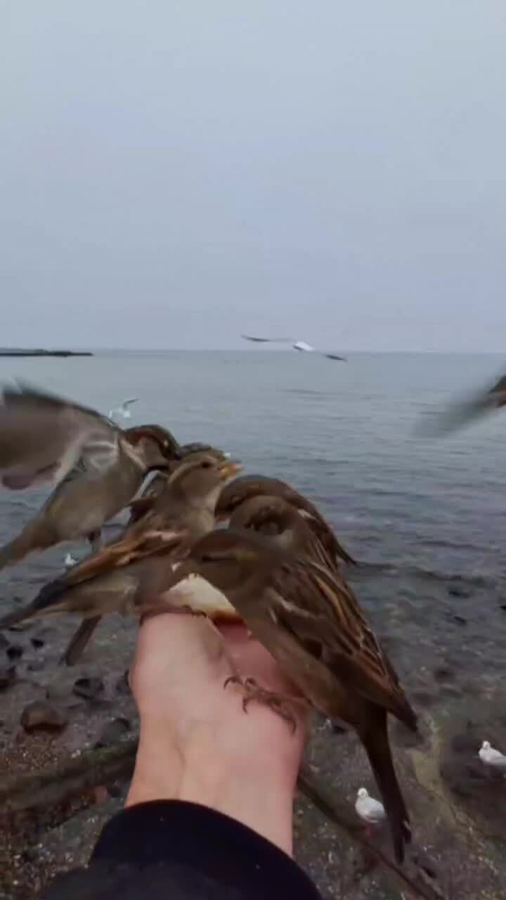 Ручные)