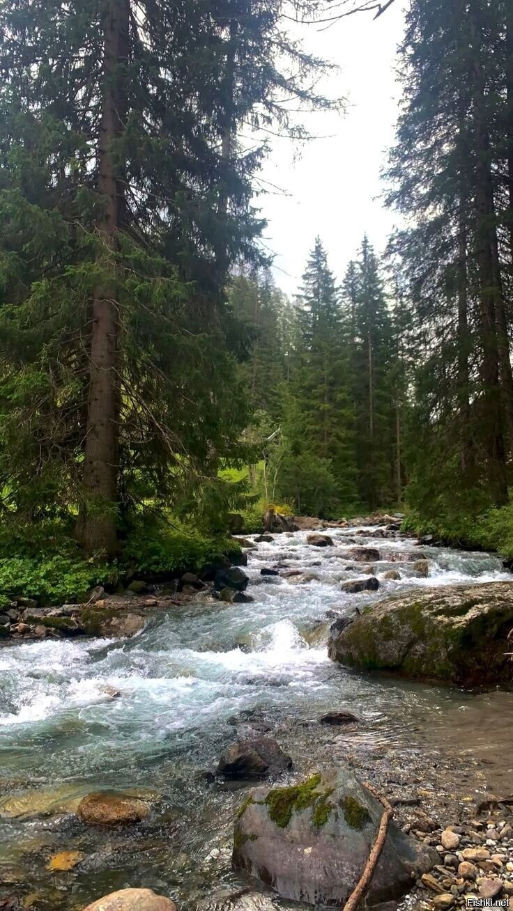 Солянка