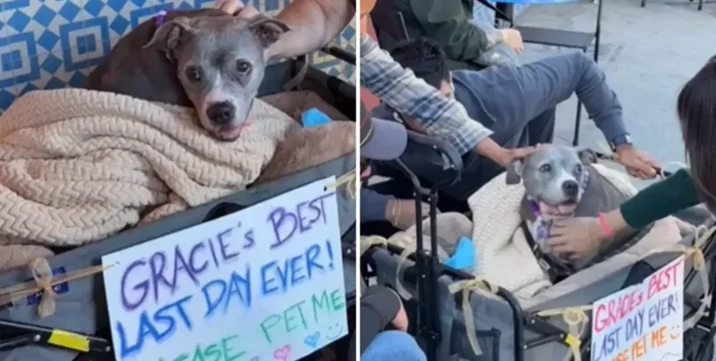 Супруги устроили прощальный день больной собаке