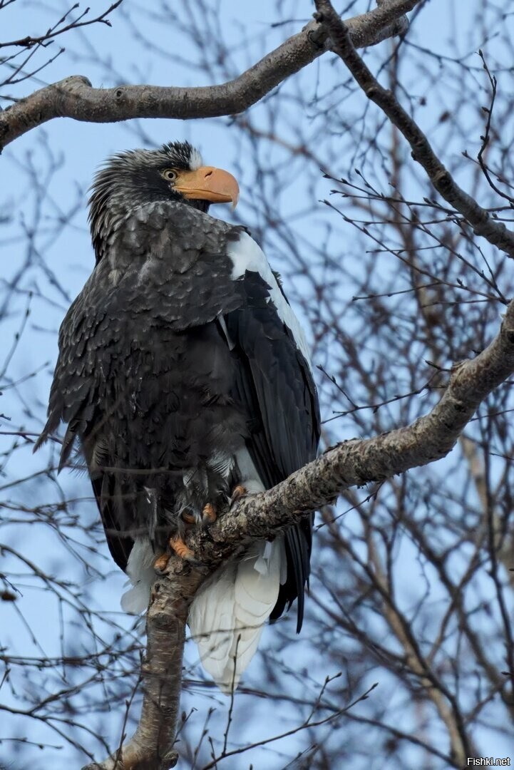 Белоплечий орлан, Haliaeetus pelagicus