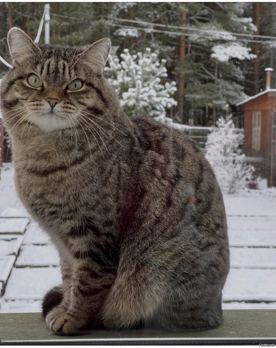 Солянка