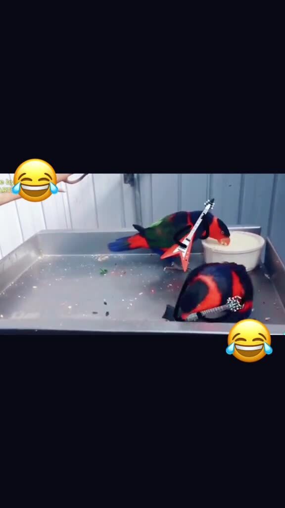 Суетологи)