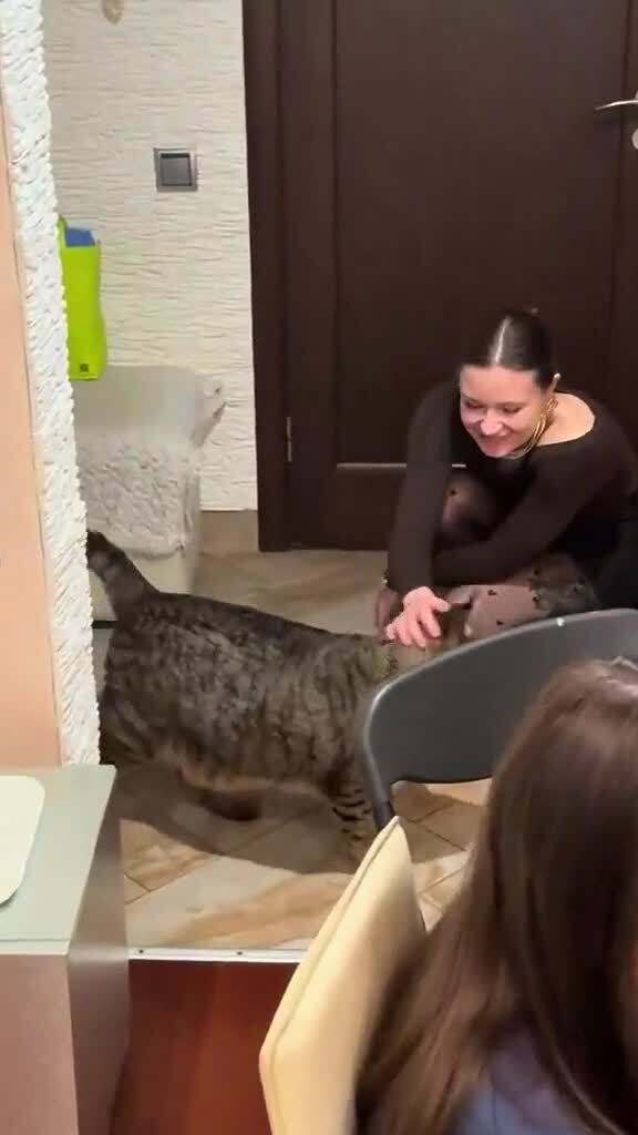 Котик