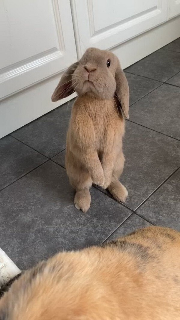 Забавные животные. ч.1