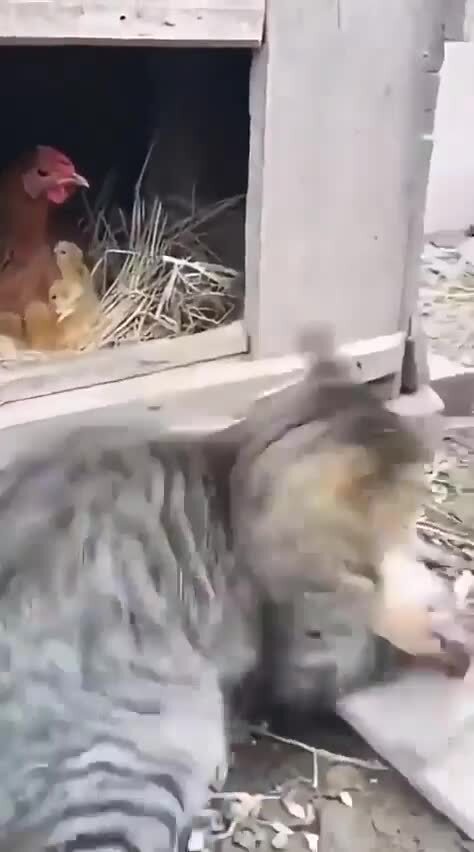 Вот НА САМОМ ДЕЛЕ зачем держат кошек