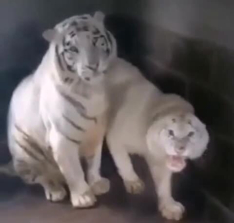 Не бойтесь ее, я уже 15 лет с ней живу