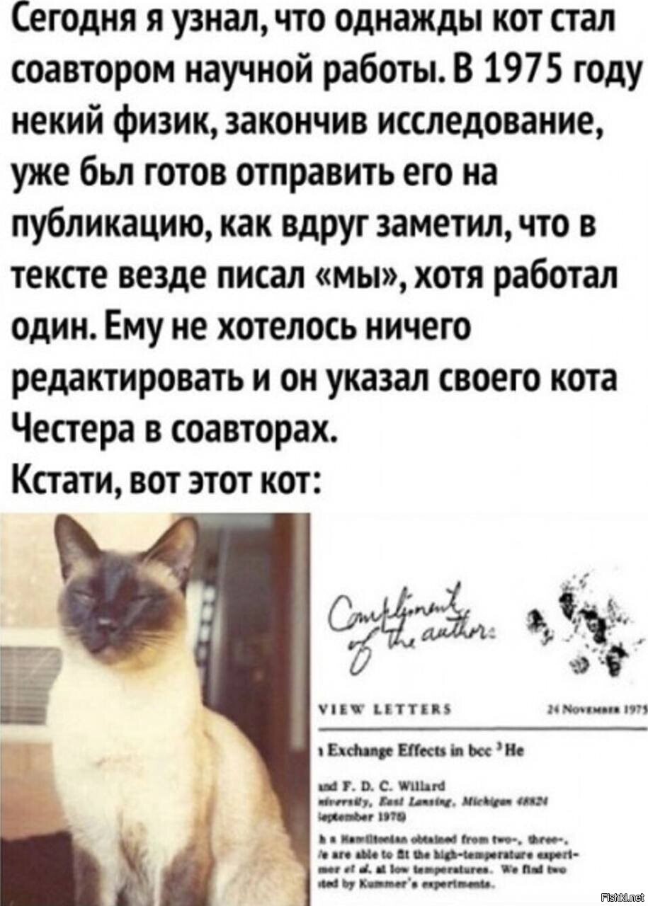 Я сегодня по кошечкам)