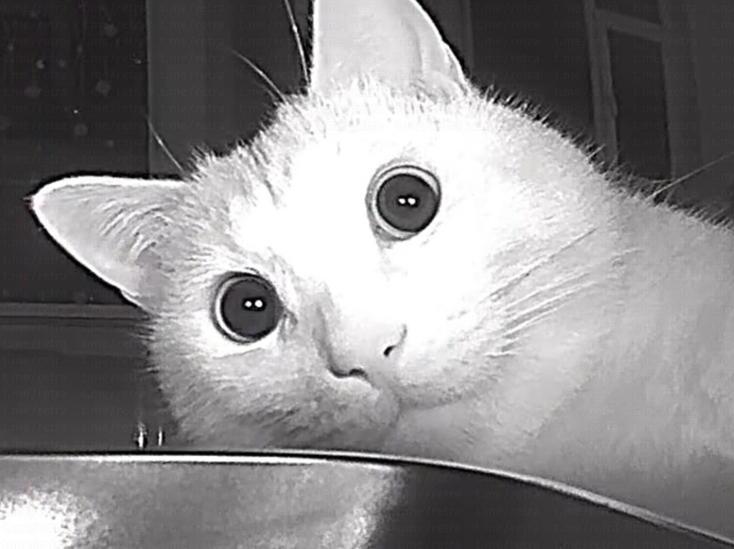 Автокормушка "сломала" кота