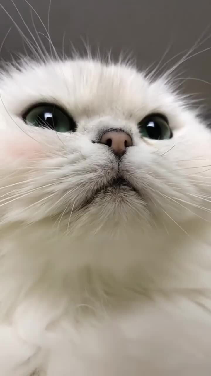 Котёнок по имени Гав