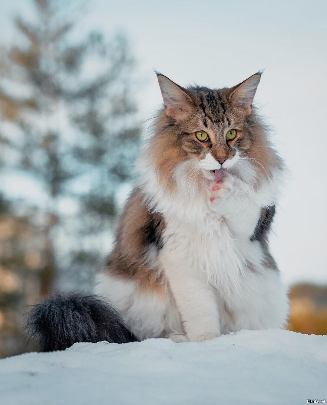 Солянка