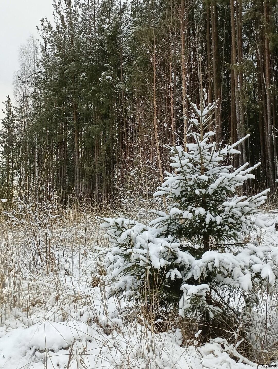 Солянка