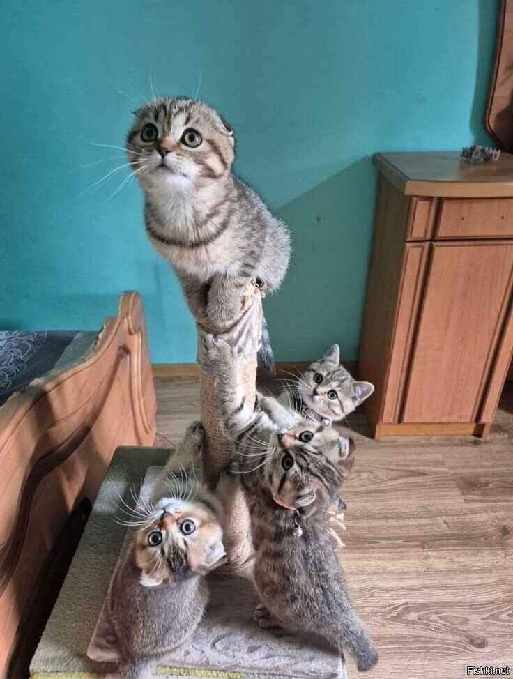 Солянка