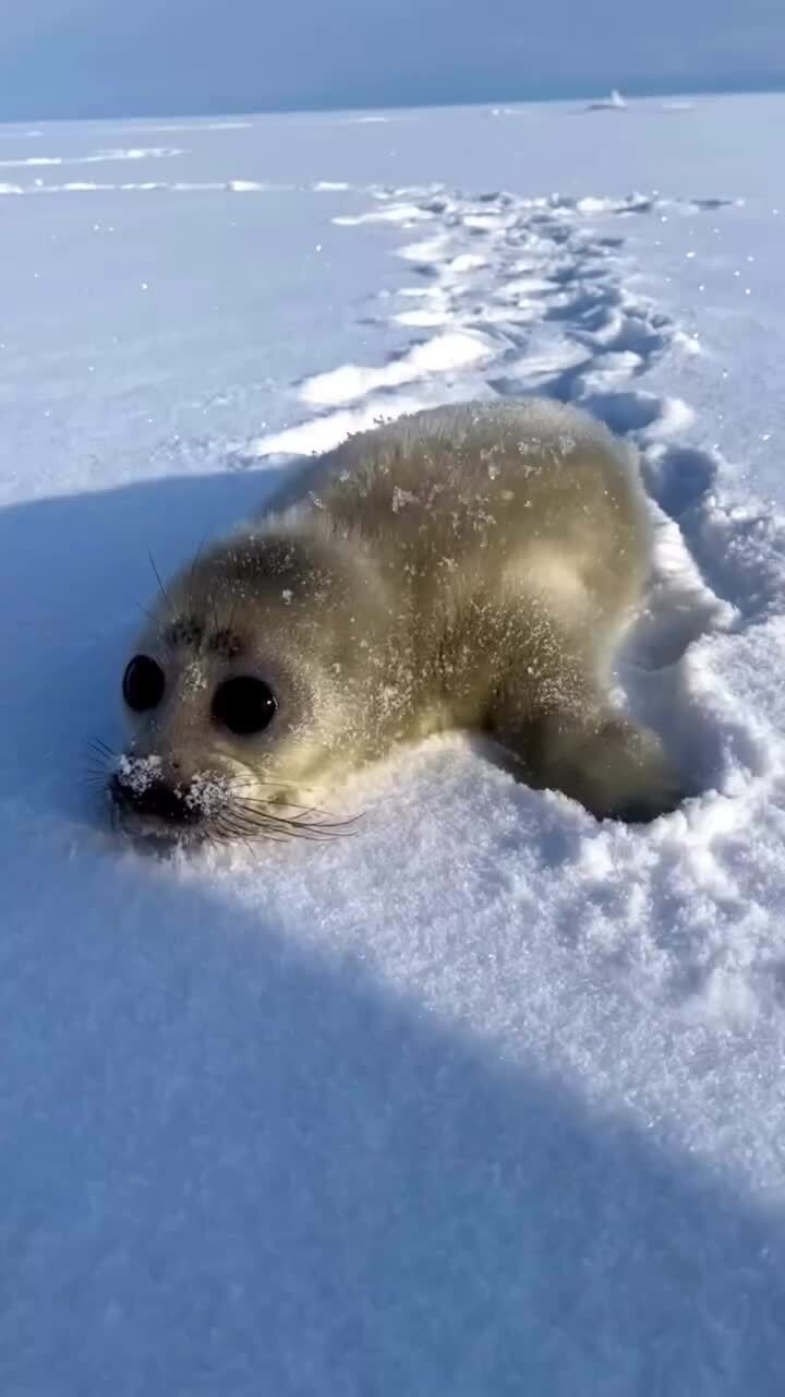 Милота