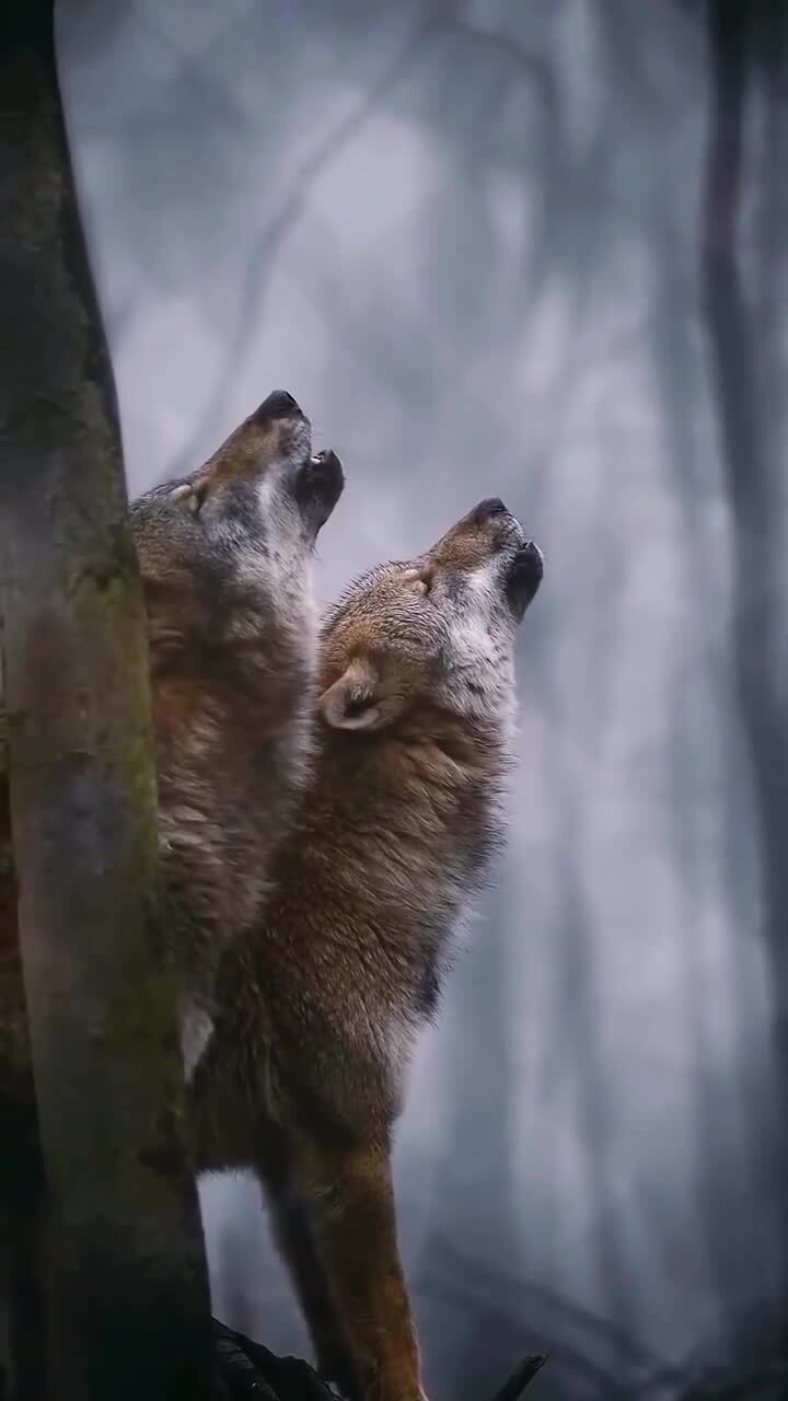 Дуэт