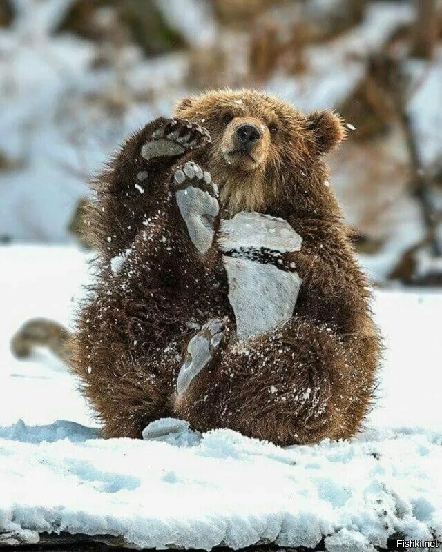 Зимний привет