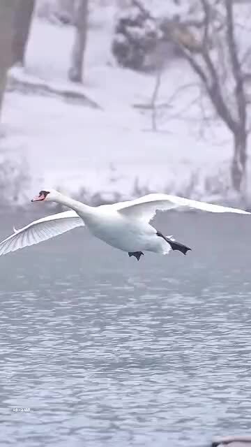 Грациозно