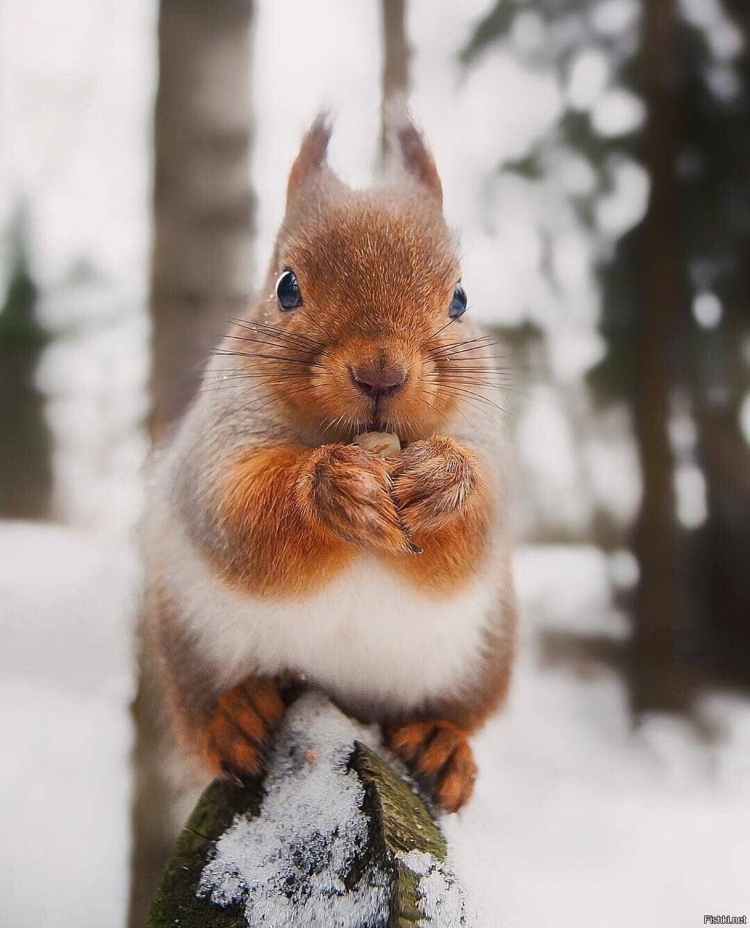 Солянка