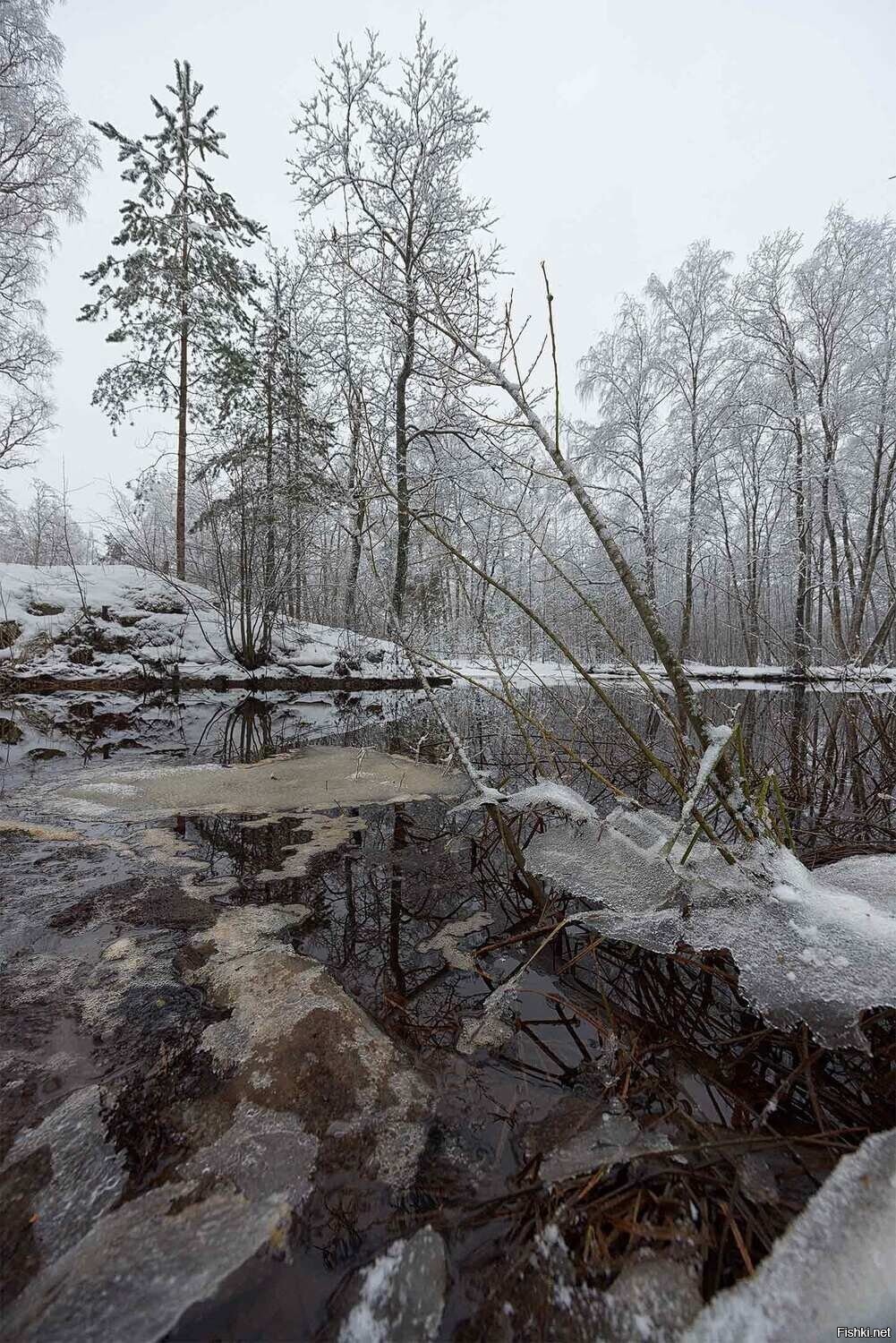 Солянка