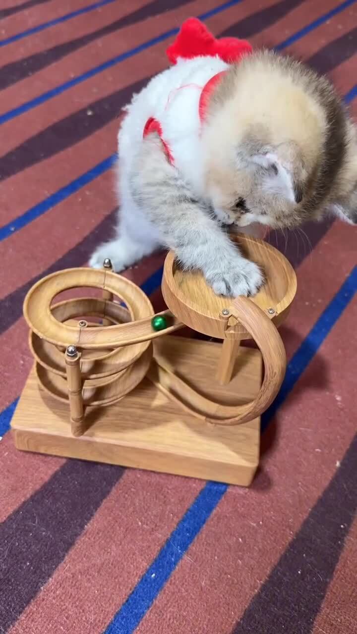 Как занять кота