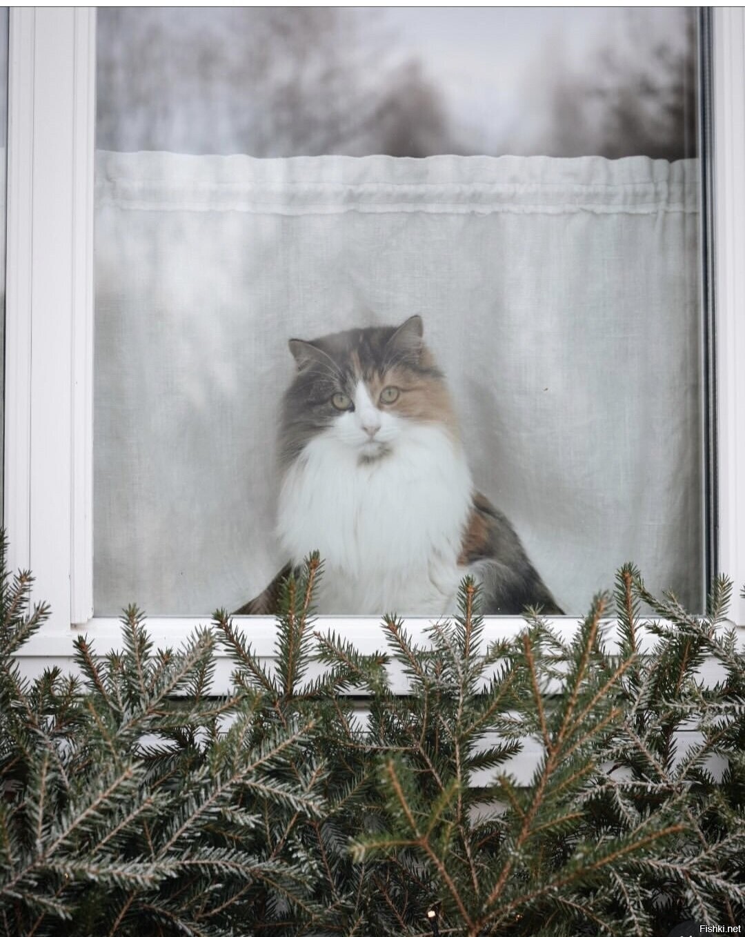 Солянка