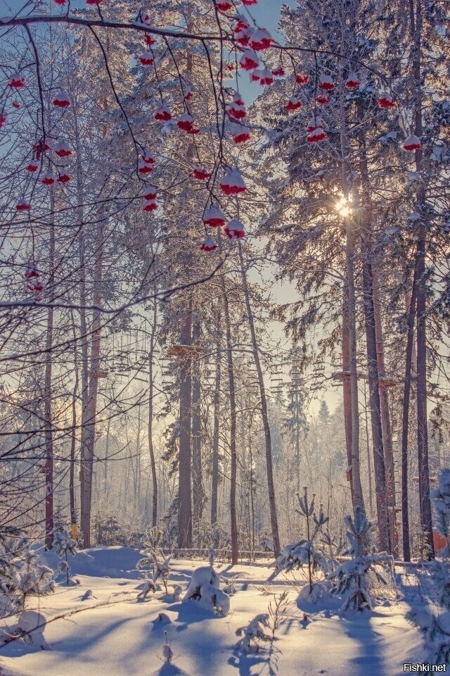 Солянка