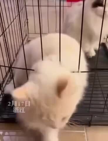 Посмотрю на елочку