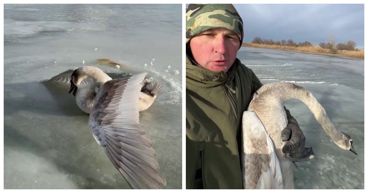 Мужчина спас вмерзшего в лёд лебедя и забрал его на зимовку