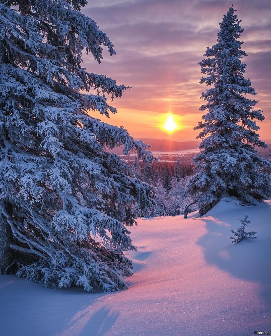 Солянка