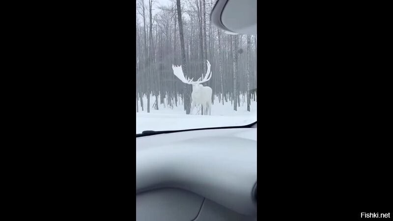 в Канаде засняли