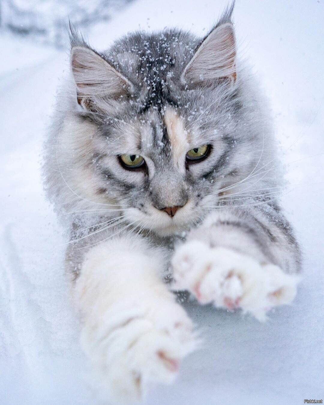 Солянка