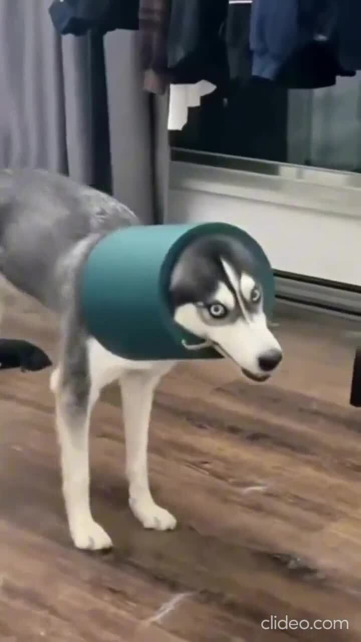 Больше узнать о хаски