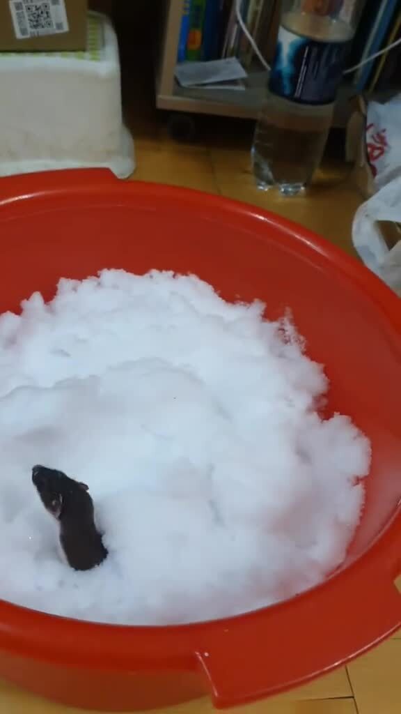 Ласка и снег