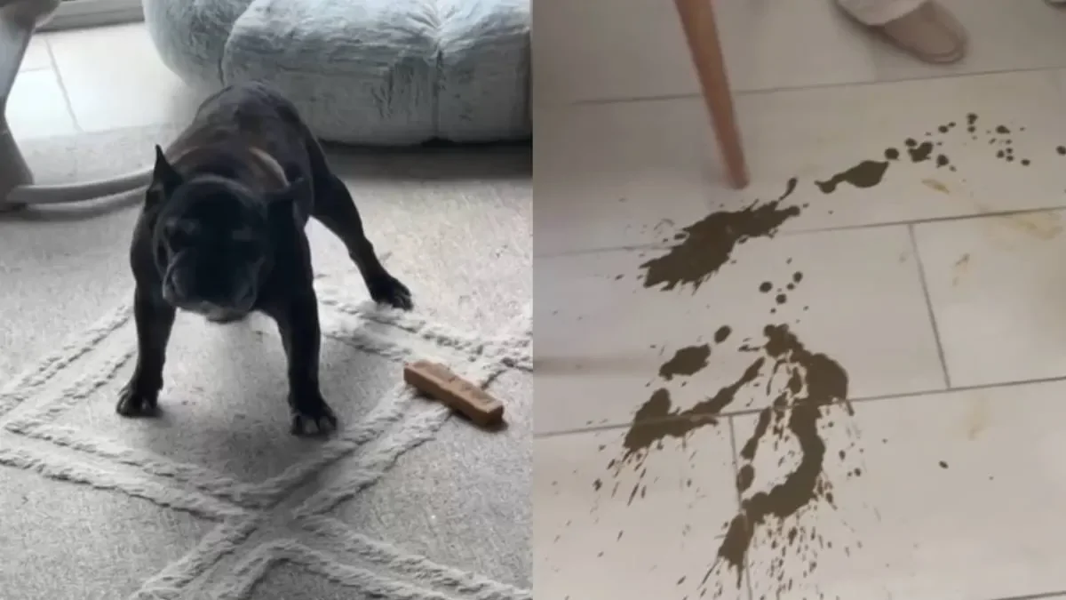 К чему приводит несвоевременная прогулка с собакой