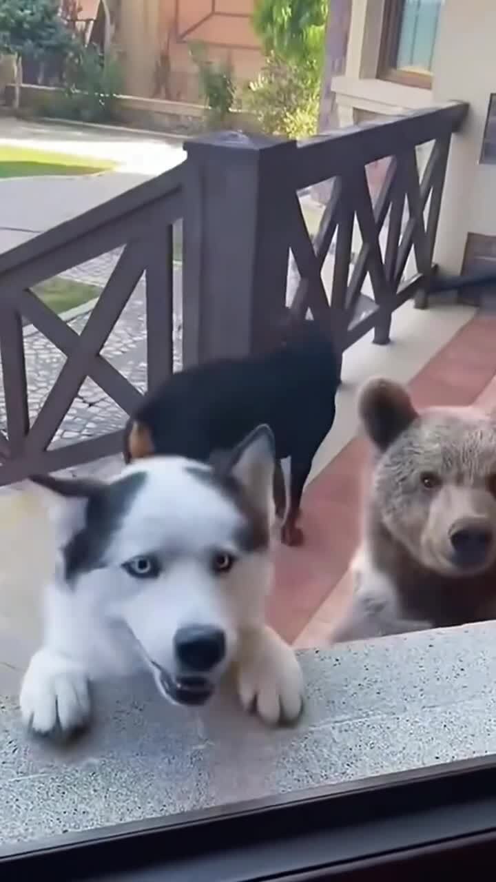 Новые "друзья" собак )))