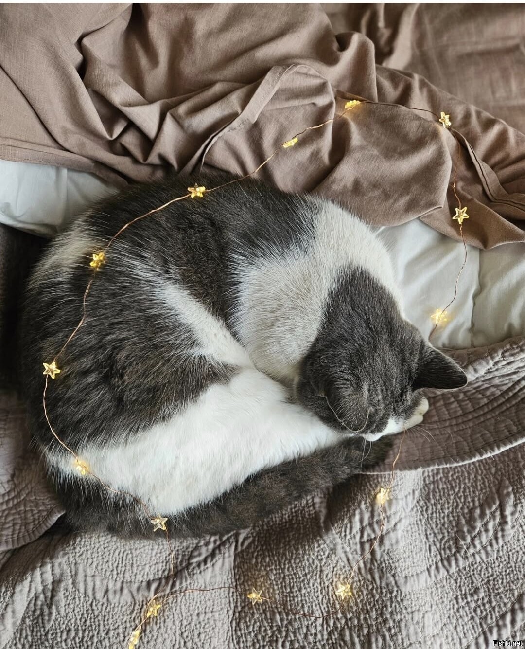 Солянка