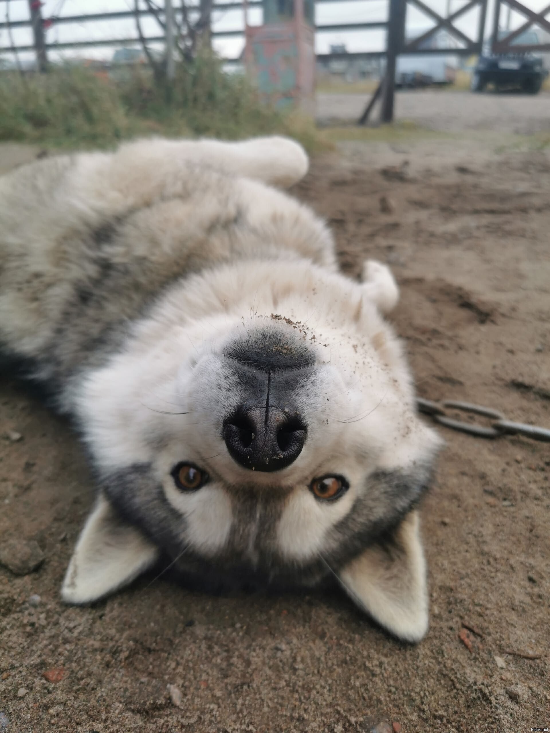 Солянка