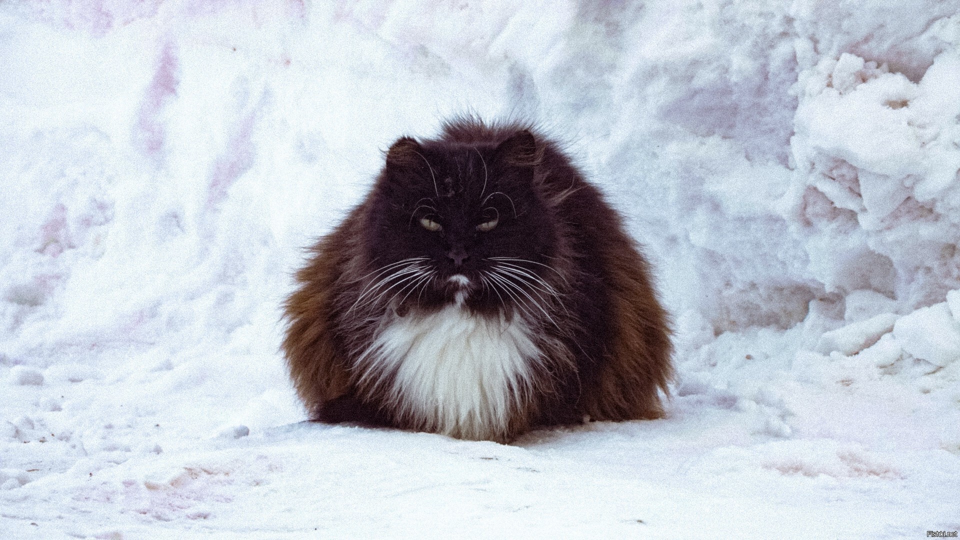 Солянка