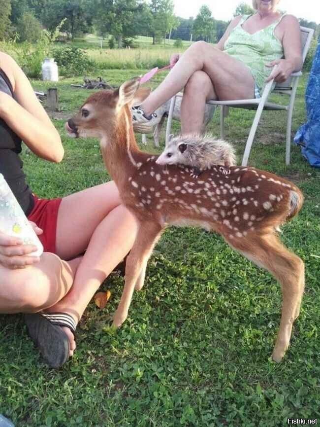 Солянка