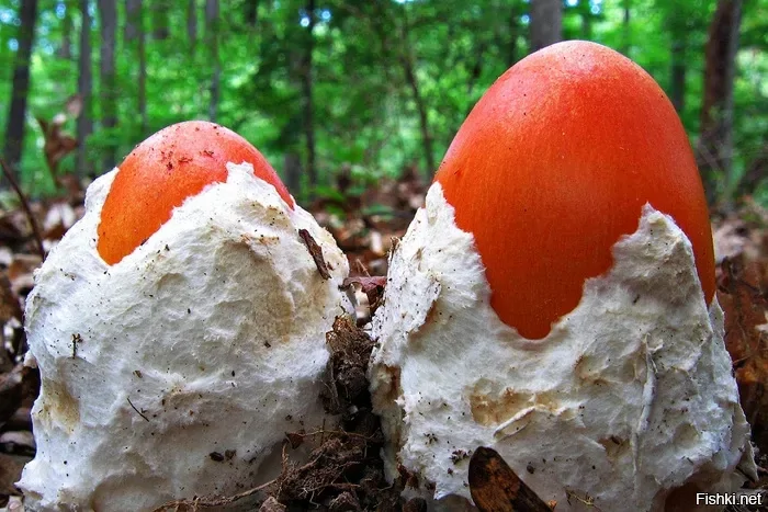 Цезарский гриб (Amanita caesarea)