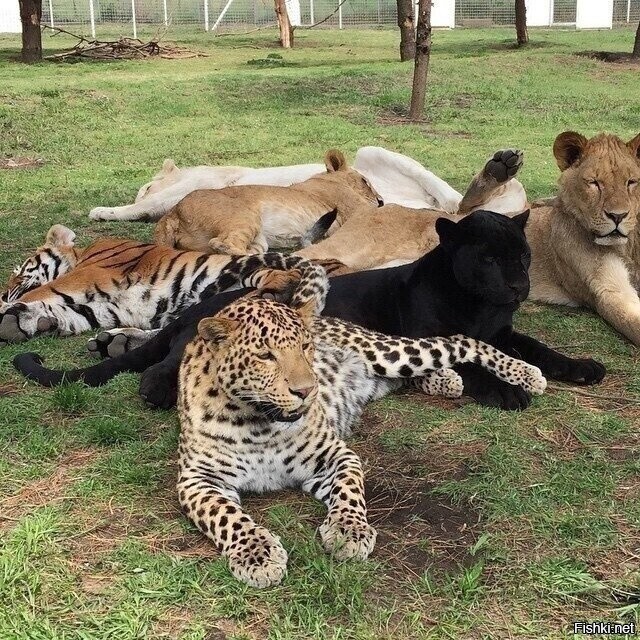 Ассорти