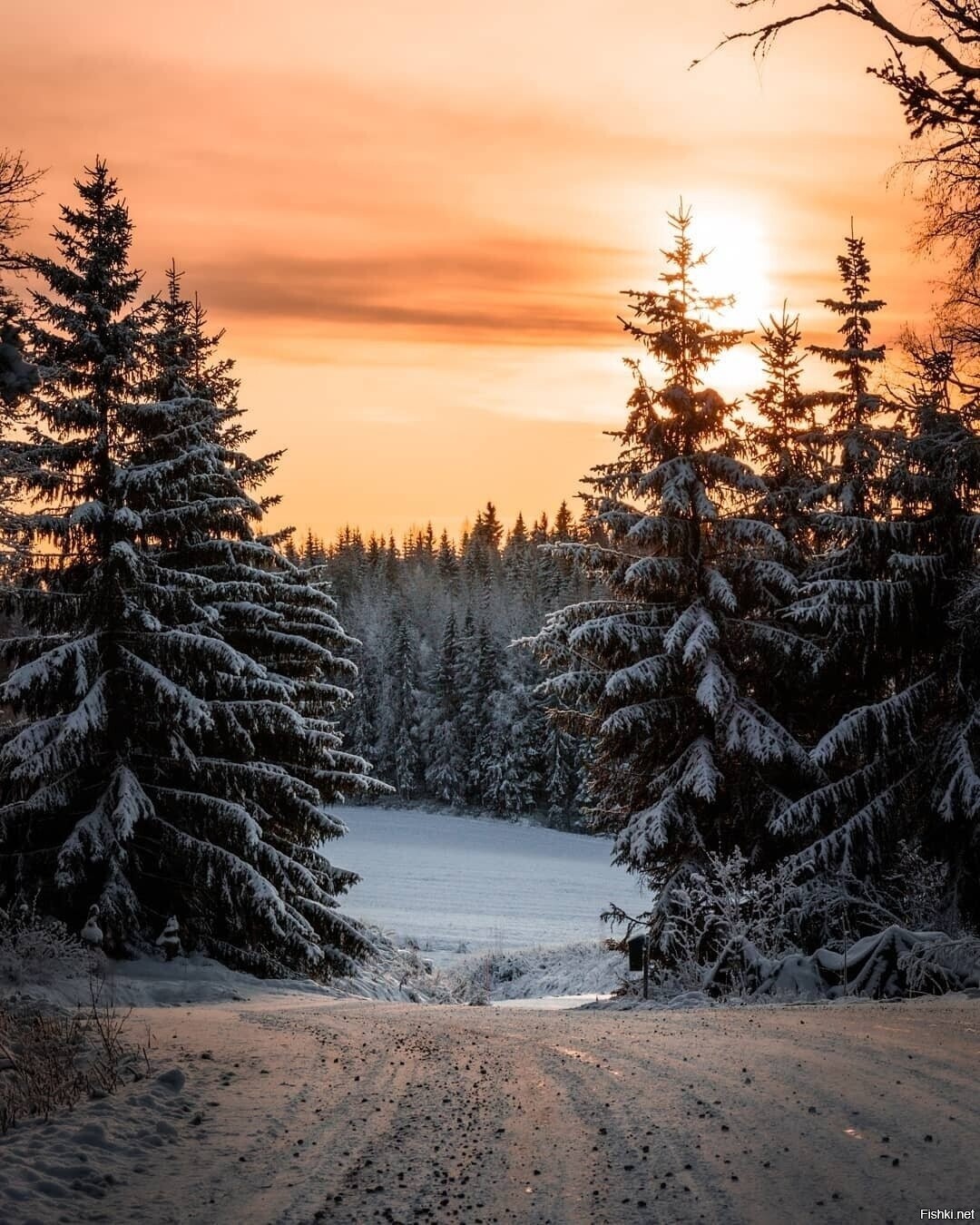 Солянка