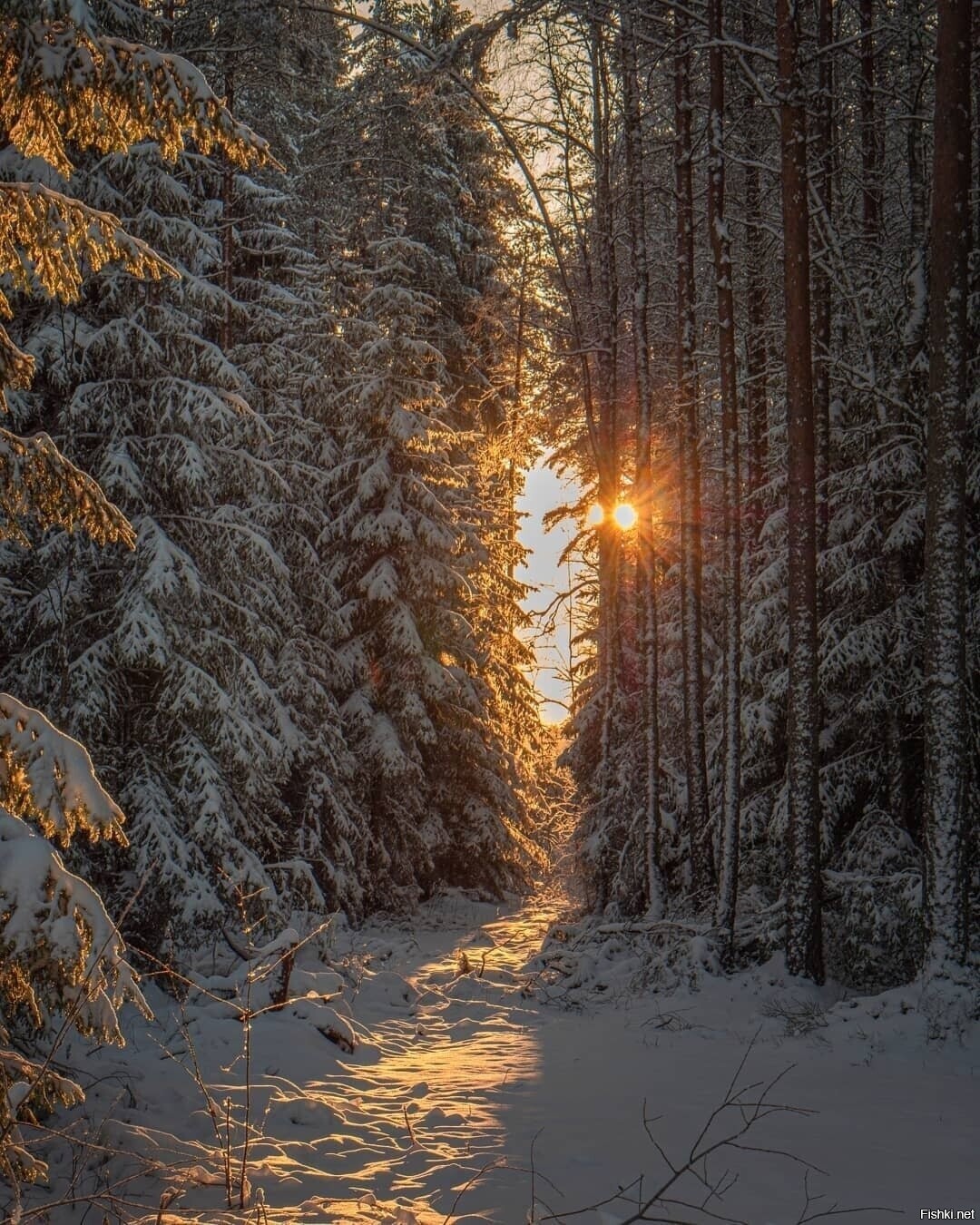 Солянка