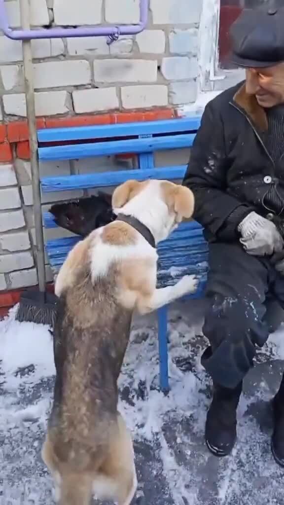 Ревнивый ворон)