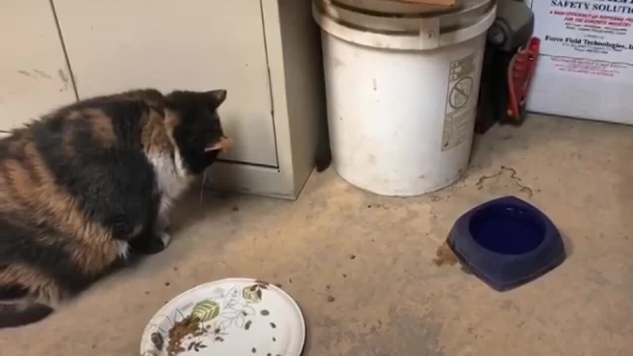 Солянка