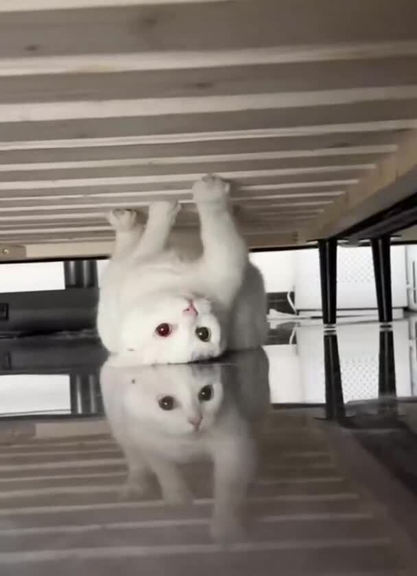 Ого